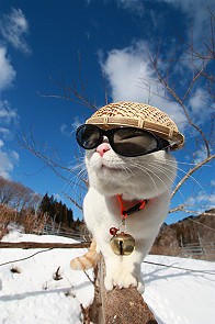 酷帅的草帽猫