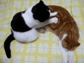 猫咪相互按摩，享受人生