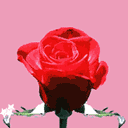 示爱玫瑰花