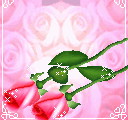 爱之玫瑰