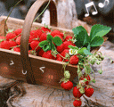 草莓果果最可爱