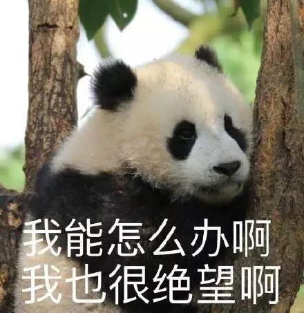 大熊猫表情包 我能怎么办啊