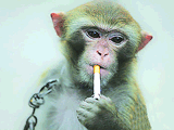点烟的猴子