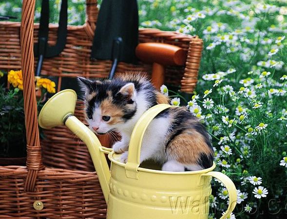 蹲在浇花壶上面的小猫