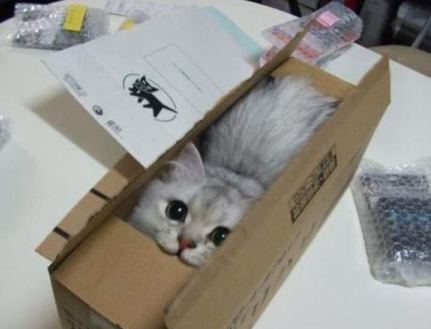 藏在盒子里的可爱小猫