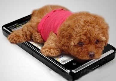 爬在手机上的萌狗