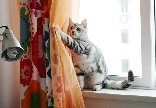 猫咪拉开窗帘