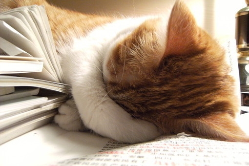 猫咪看书睡着了