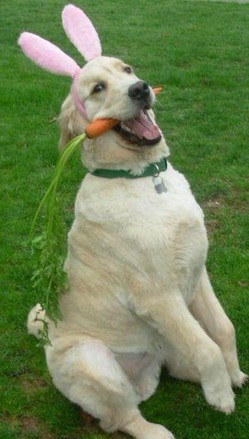 狗狗扮兔子，也爱吃萝卜