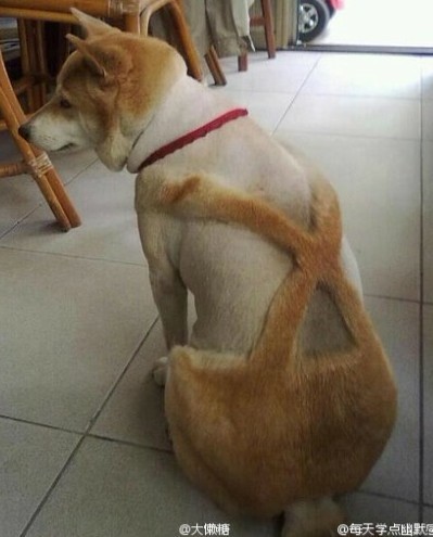 给狗狗背上的毛剪一个形状
