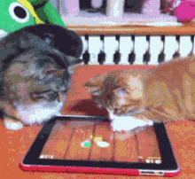 两只猫咪玩玩具