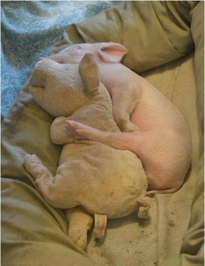 猪猪抱着假猪睡觉