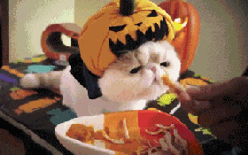 给戴帽子的猫咪喂薯条吃