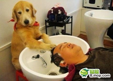狗狗给客人洗头
