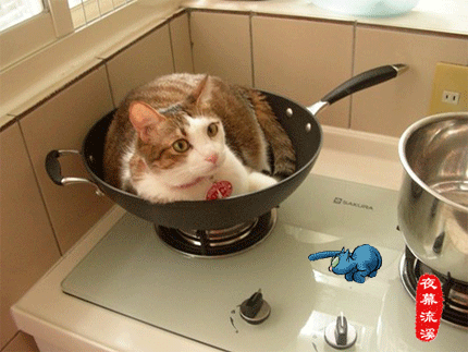 躺在锅里的猫咪