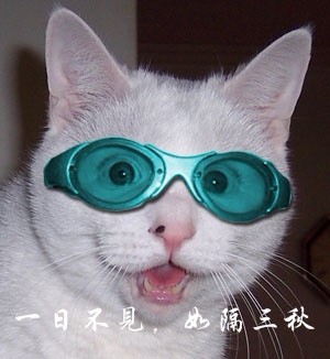 戴眼镜变漂亮的小猫