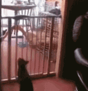 翻越栏杆的猫猫