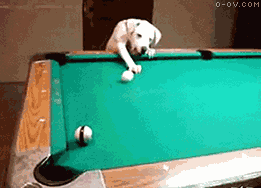 狗狗玩台球，打得真准