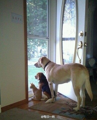 狗狗们一起等待主人回来