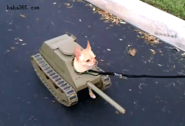 开小坦克的小狗