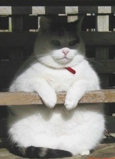 一只超级肥的大白猫
