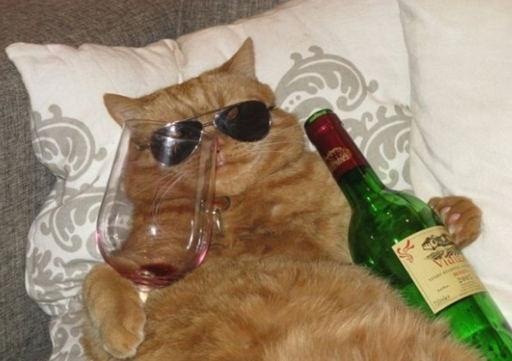 戴墨镜喝红酒的老猫
