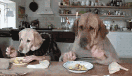 两只狗狗在餐桌上吃东西