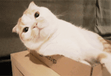 猫猫爬在盒子伸脖子