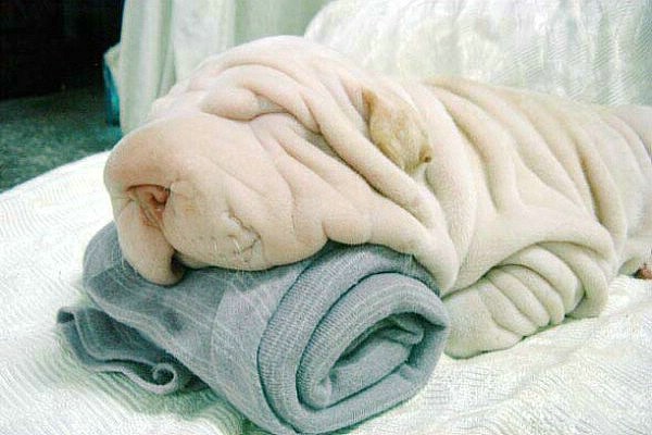 我可不是毛毯，我是沙皮狗