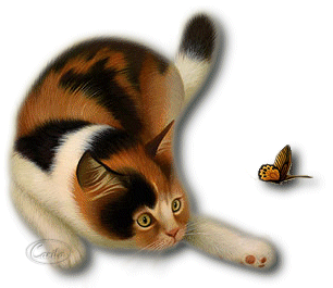 小猫玩蝴蝶