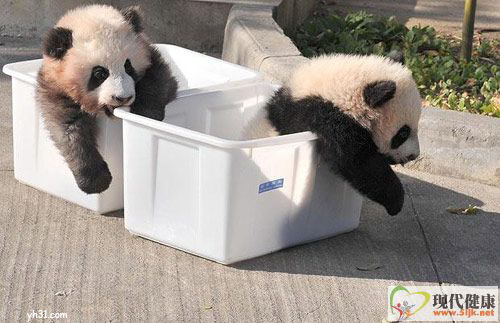 两只可爱的小熊猫