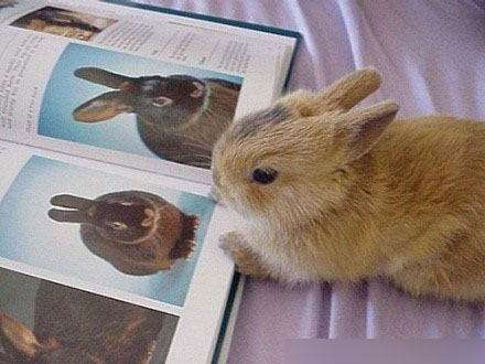 看自己照片的兔子