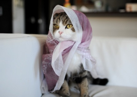 扎头巾的猫咪