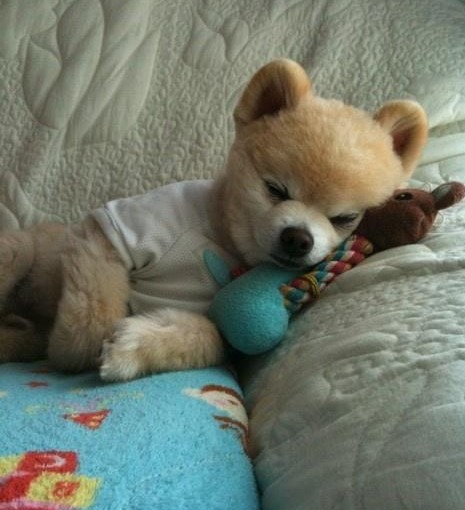 小狗躺在布娃娃上睡觉