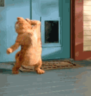跳舞的加菲猫