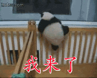 熊猫翻栏爬来了